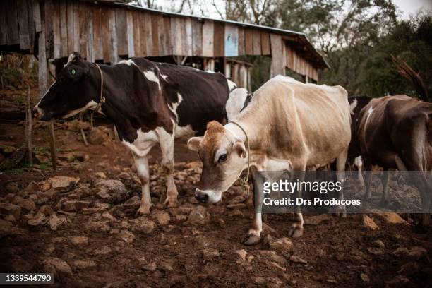 milking cows for milking - milking stock pictures, royalty-free photos & images