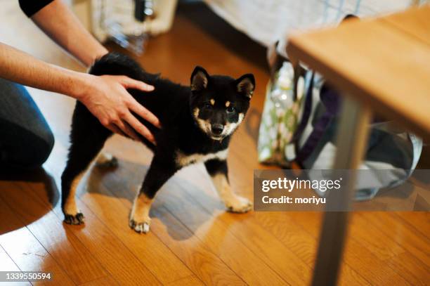 black shiba inu playing in a room - cute shiba inu puppies stock pictures, royalty-free photos & images