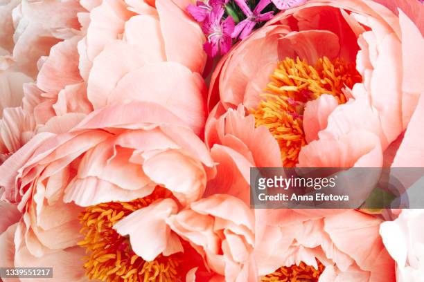 bouquet of coral and white peonies and small purple flowers. macro of petals, pistils and stamen - peony petal stock pictures, royalty-free photos & images