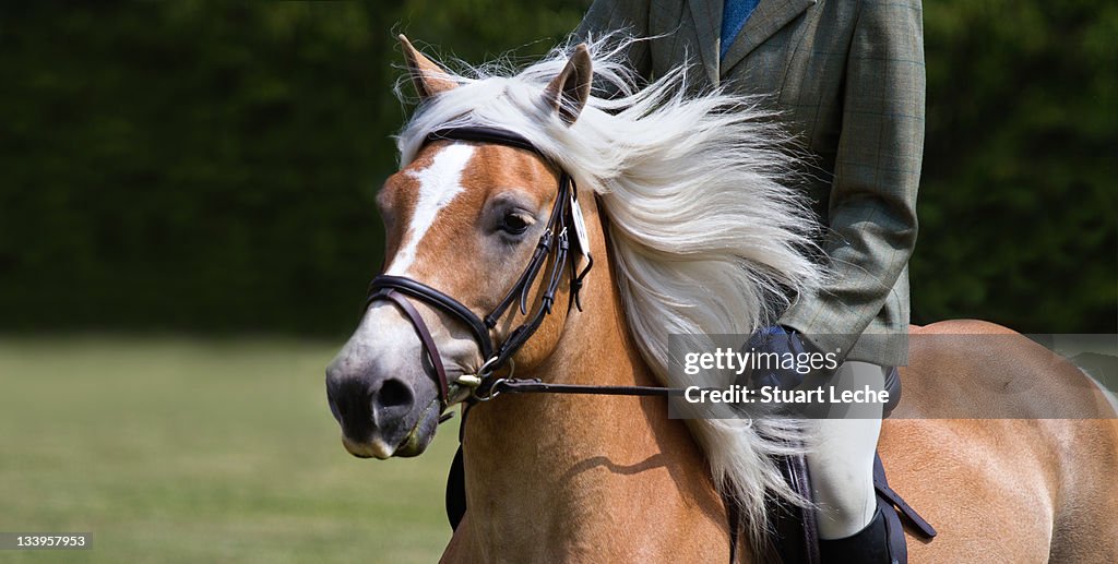 Haflinger - Hunt Trials