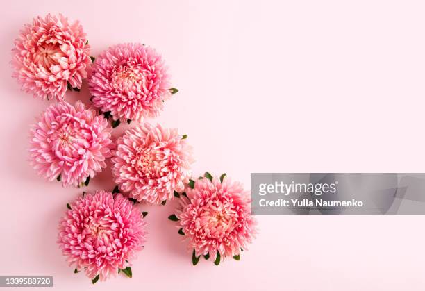 chrysanthemum flowers on pink background - flatlay flowers fotografías e imágenes de stock