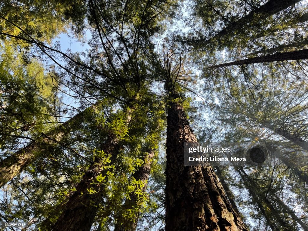 Oakland Woods
