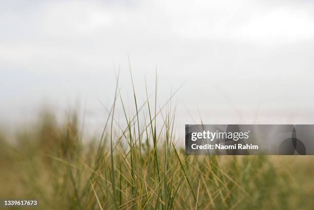 beach with green coastal grass blades growing on a sand dune - blades of grass foto e immagini stock