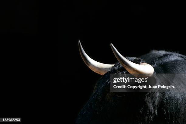 young bull in las ventas, madrid - bull photos et images de collection