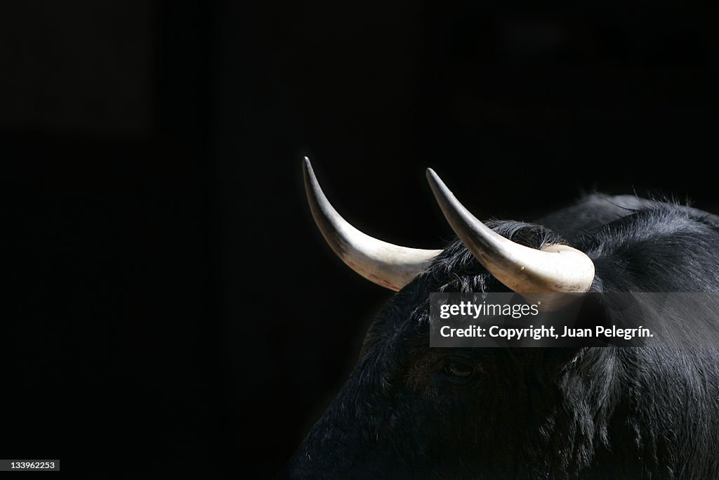 Young bull in Las Ventas, Madrid