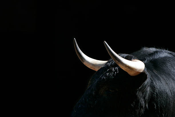 young bull in las ventas, madrid - bull animal stock pictures, royalty-free photos & images