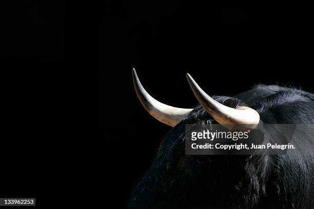 young bull in las ventas, madrid - bull stock pictures, royalty-free photos & images
