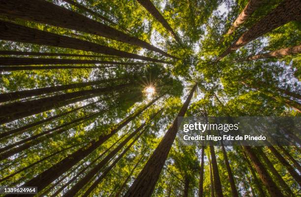 the natural monument of the sequoias of cabezón, cantabria, spain. - giant sequoia stock pictures, royalty-free photos & images