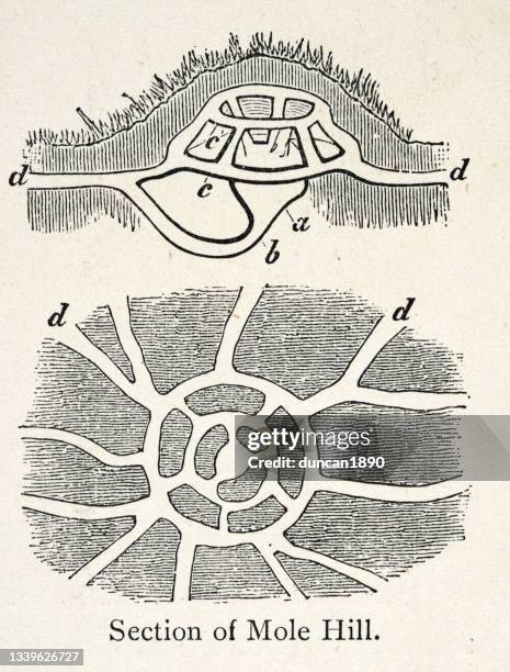 diagram of a mole hill, vintage illustration - mole animal stock illustrations