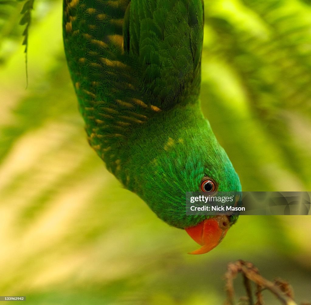 Scaly-breasted lorikeet