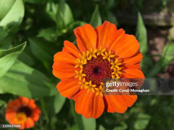 close up of orange zinnia blossoms - zinnia stock pictures, royalty-free photos & images