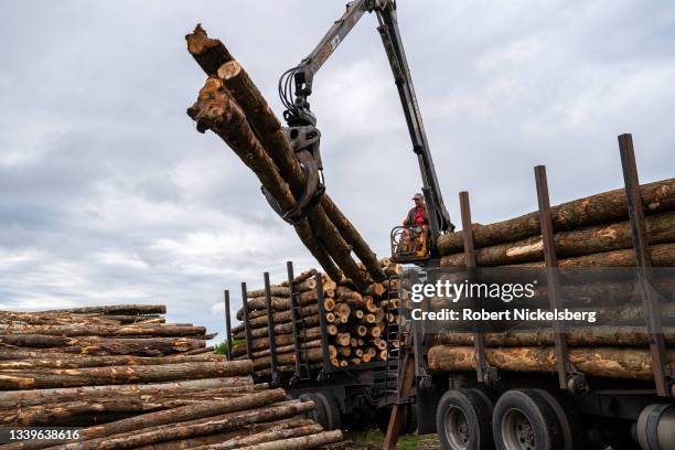 Timber hauler Jay Tremblay unloads hardwood logs onto a pile owned by firewood suppler Robert Marble in Charlotte, Vermont on September 10, 2021....