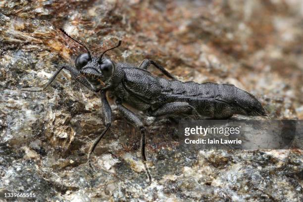 small rove beetle - asnillo fotografías e imágenes de stock