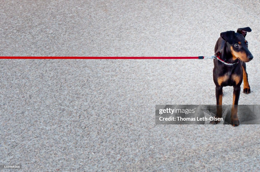 Dog with red leash on road