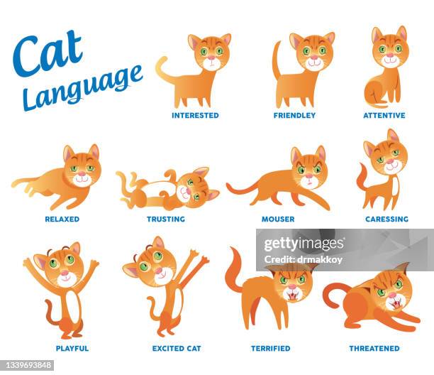cat language - cat lying down stock illustrations