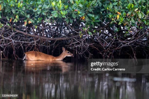 key deer crossing - herbivorous stock pictures, royalty-free photos & images