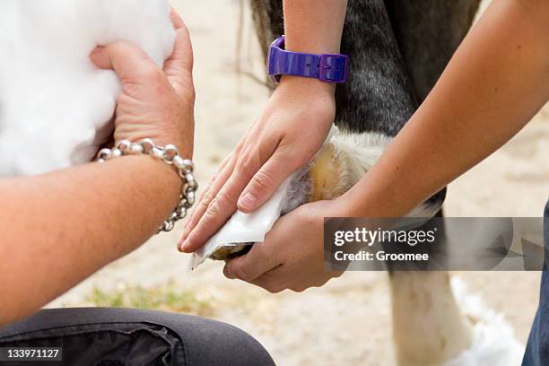 many hands make light work-bandaging poorly ponies foot. - horse hoof stock pictures, royalty-free photos & images