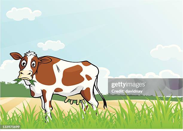cow graze - cows stock illustrations