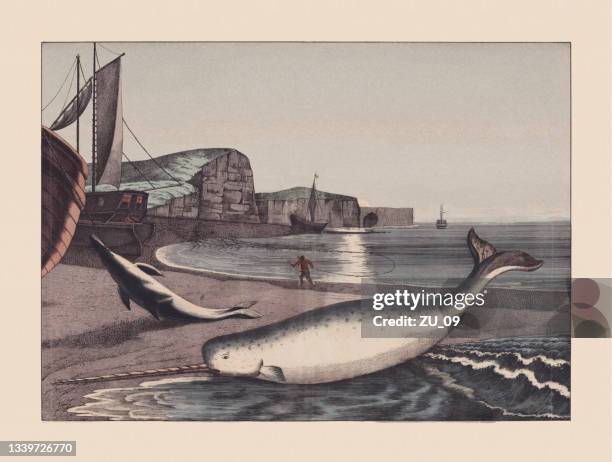 ilustraciones, imágenes clip art, dibujos animados e iconos de stock de whales (cetacea), cromolitografía coloreada a mano, publicada en 1869 - narval