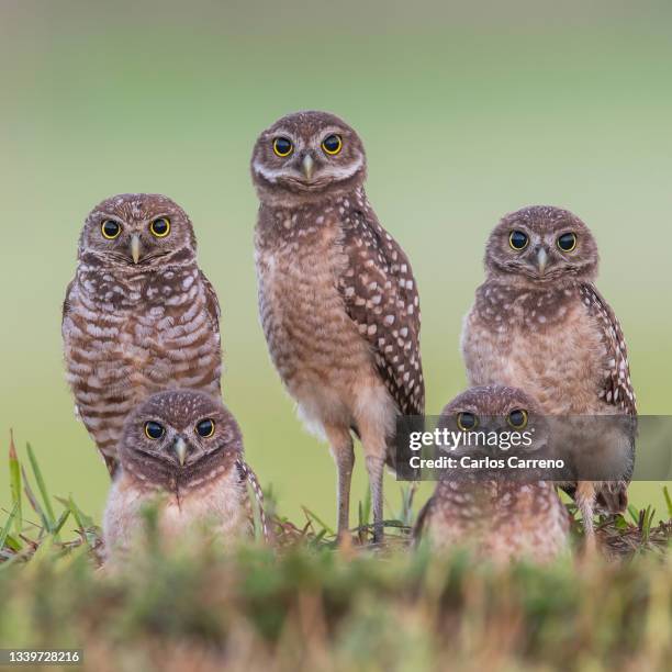 burrowing owl family portrait - rovfågel bildbanksfoton och bilder