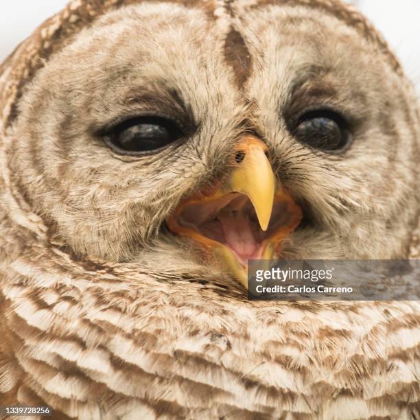 tight portrait of barred owl - yodel fotografías e imágenes de stock