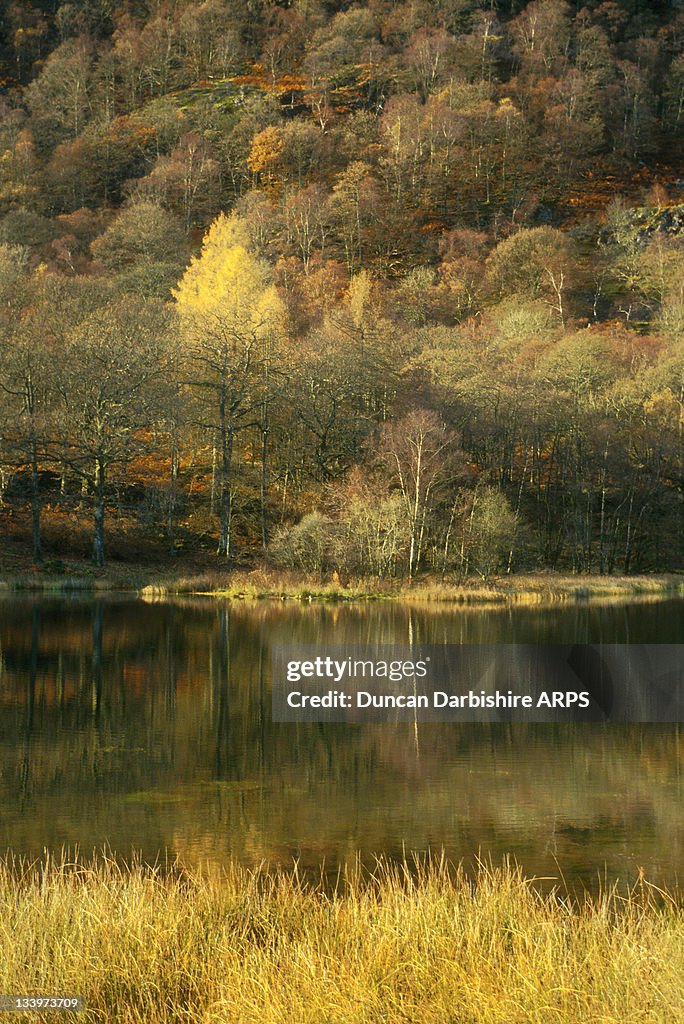 Yew Tree Tarn