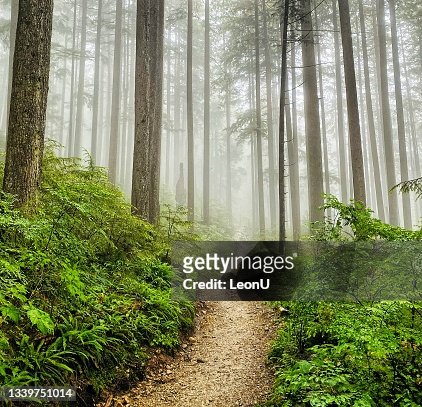 Rain in the forest, Vancouver, Canada