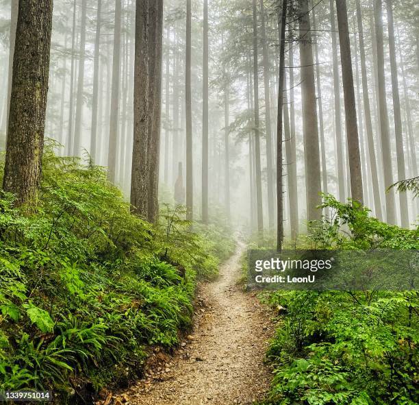 rain in the forest, vancouver, canada - british columbia stock pictures, royalty-free photos & images