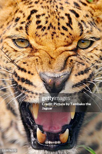 Leopard High-Res Stock Photo