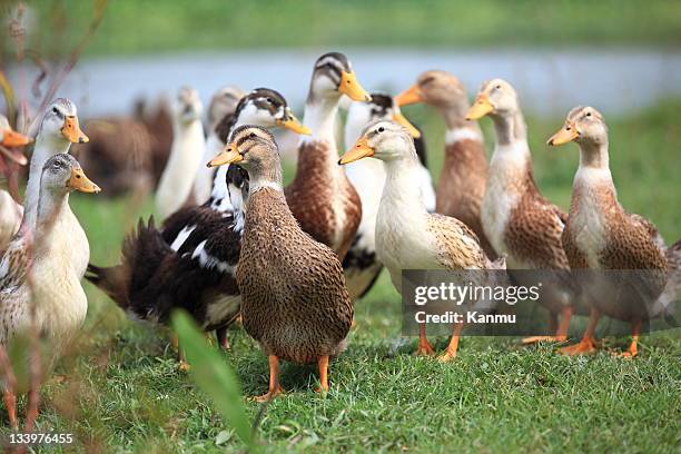 group of ducks - ducks stockfoto's en -beelden