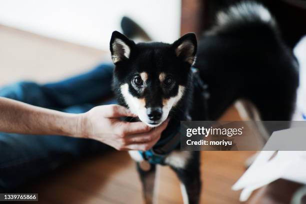 black shiba inu relaxing in a room - cute shiba inu puppies stock pictures, royalty-free photos & images