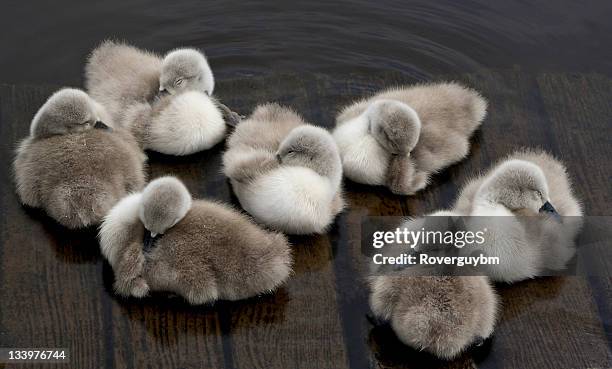 cygnet siesta - coatbridge stock pictures, royalty-free photos & images