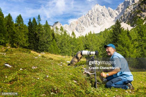 clumsy wildlife photographer in alps with curious marmot in front of the camera - funny groundhog 個照片及圖片檔