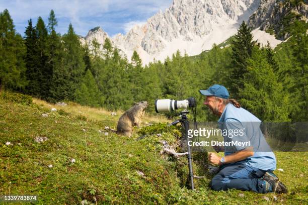 clumsy wildlife photographer in alps with curious marmot in front of the camera - funny groundhog stock pictures, royalty-free photos & images