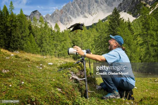 clumsy scared wildlife photographer in alps with alpine chough - kauwberg stockfoto's en -beelden