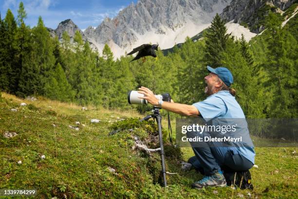 clumsy scared wildlife photographer in alps with alpine chough - white crow stock pictures, royalty-free photos & images