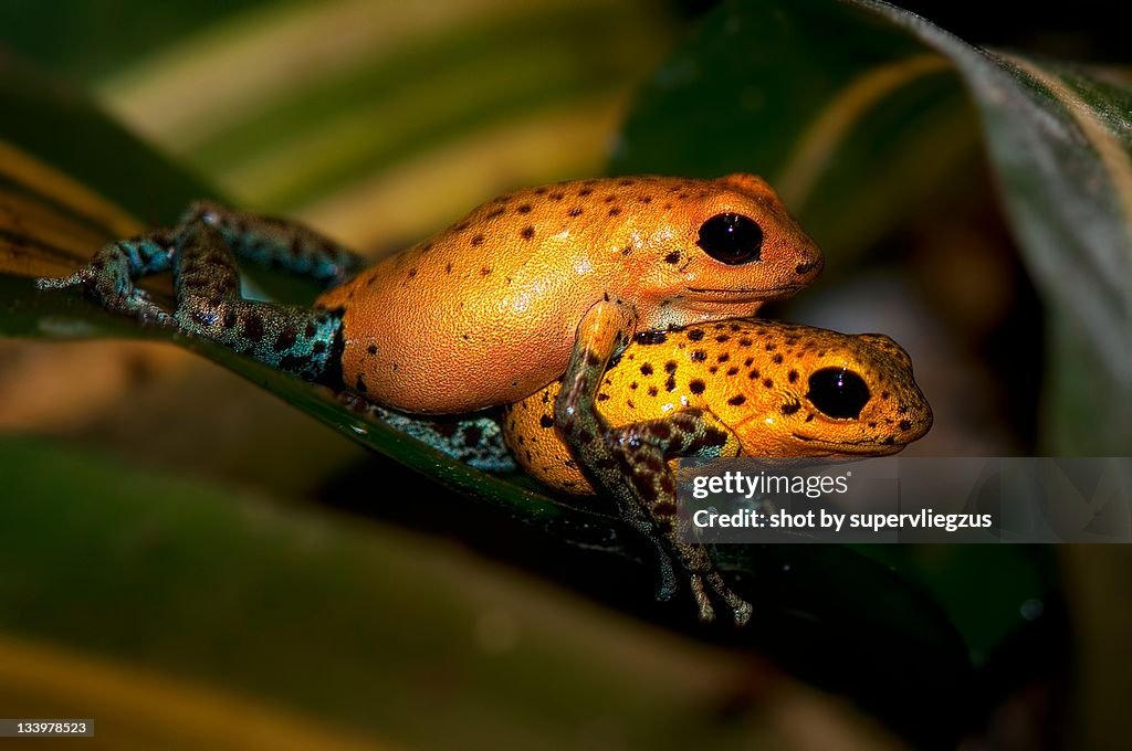 Strawberry poison dart frog