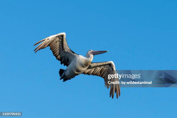 australian pelican in flight, narooma, australia. - freshwater bird - fotografias e filmes do acervo