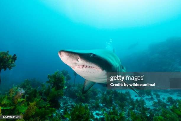 grey nurse shark, montague island, nsw, australia. - requin tigre des sables photos et images de collection