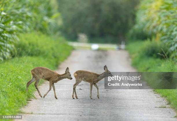 dos cervatillos - roe deer fotografías e imágenes de stock