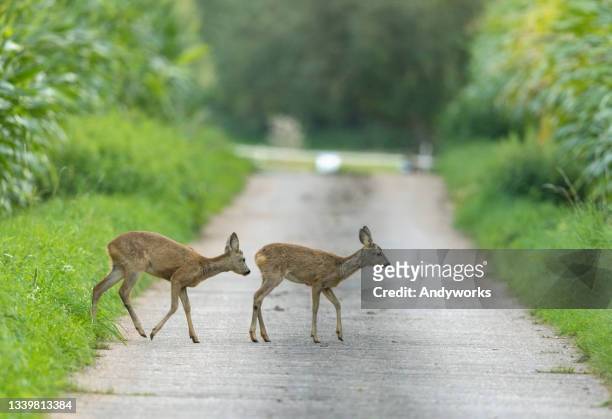 two fawns - roe deer stock pictures, royalty-free photos & images