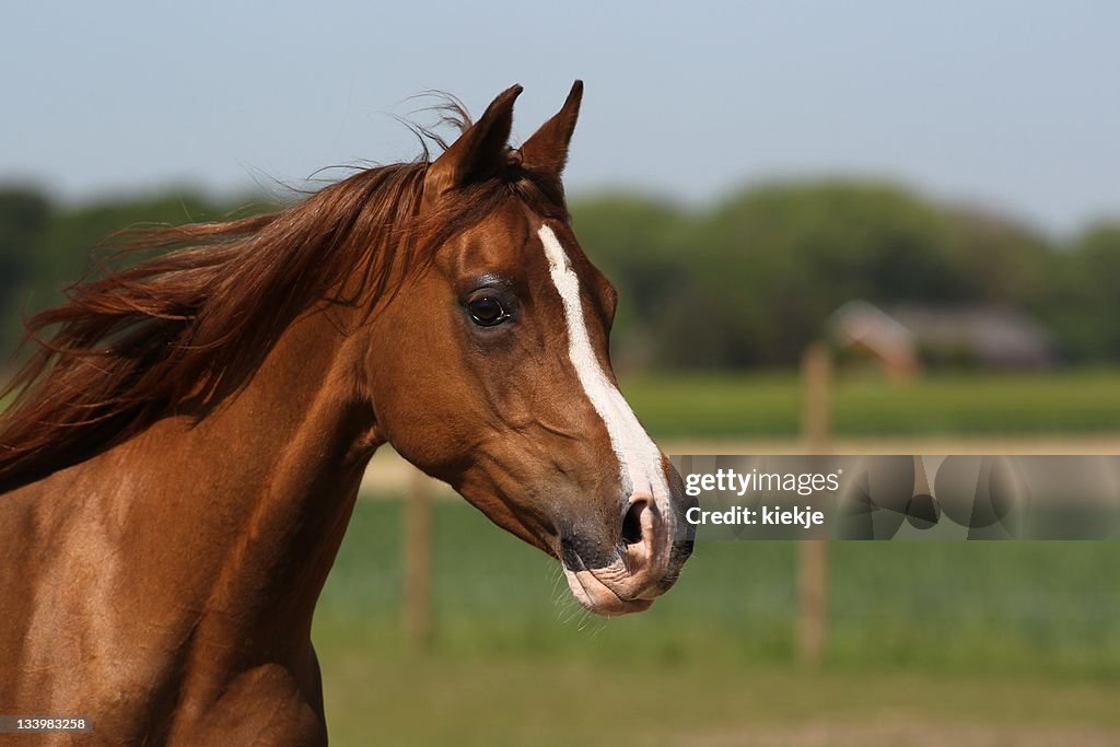 Porträt von Braun arabischen mare