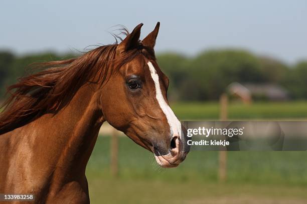 portrait of a brown arabian mare - arabische volbloed stockfoto's en -beelden