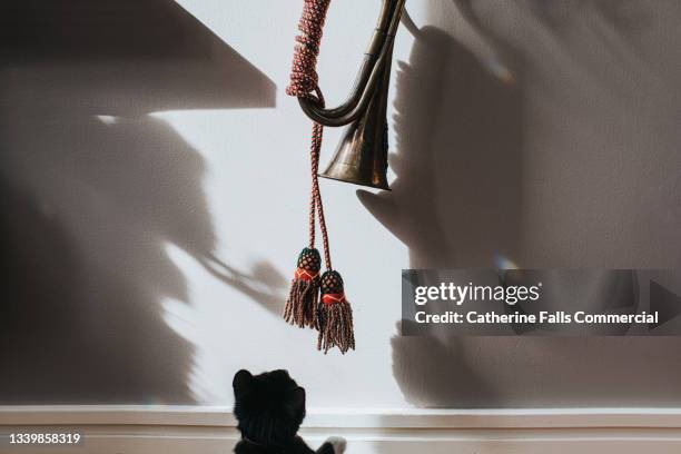 young cat looks up at an old french horn, tempted by its dangling ropes - broken musical instrument stock pictures, royalty-free photos & images