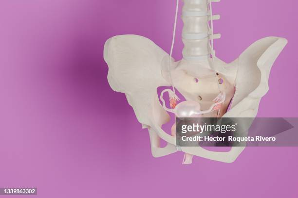 3d of female reproductive system, illustration isolated on background with copy space - ovaries 個照片及圖片檔