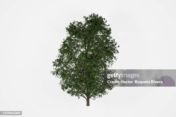 3d render of sycamore maple (acer pseudoplatanus) on meadow isolated on_white. - laubbaum stock-fotos und bilder