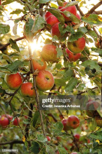 close-up of apples growing on tree - pommier photos et images de collection