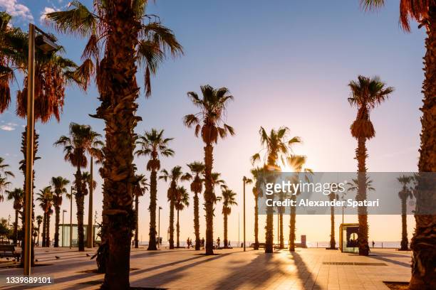 palm trees at barceloneta beach at sunrise, barcelona, spain - barcelona spanien stock-fotos und bilder