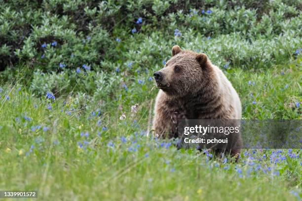 grizzly, braunbär, alaska, denali nationalpark - blue bear stock-fotos und bilder