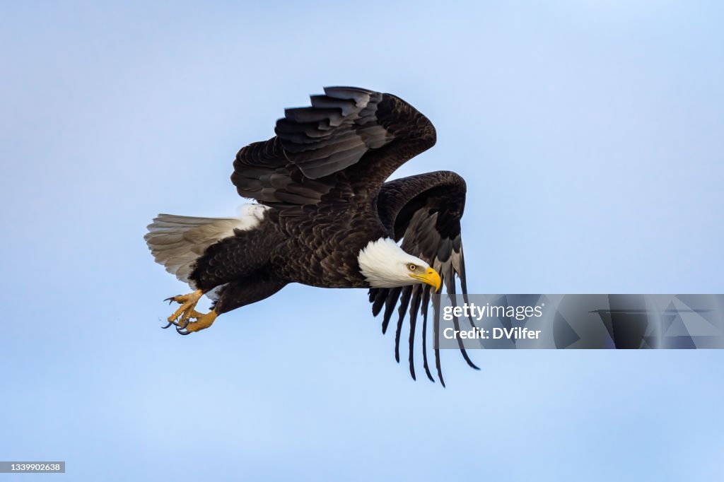 Diving Bald Eagle